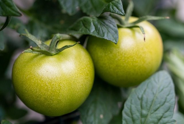 tomatoes-5377571_640