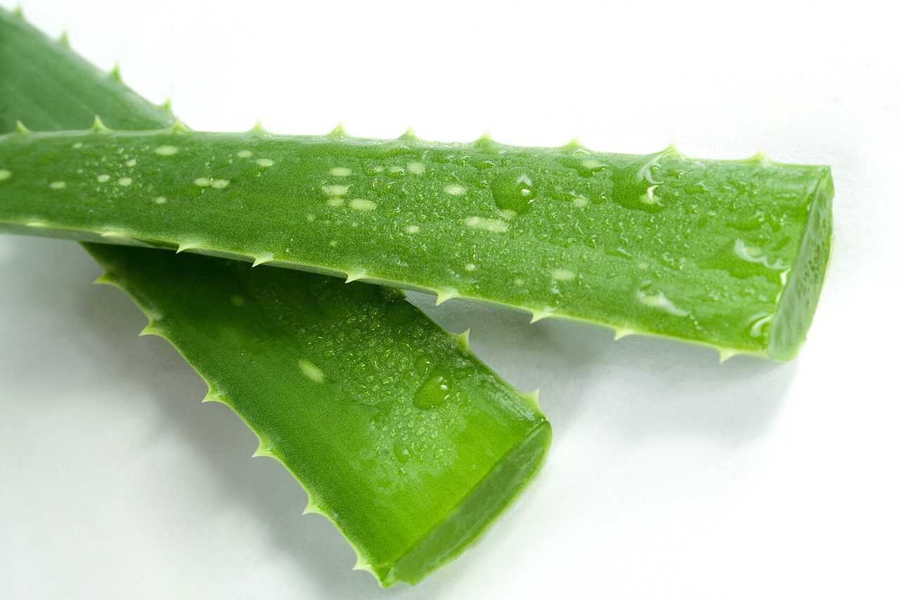 aloe-3986306_1280
