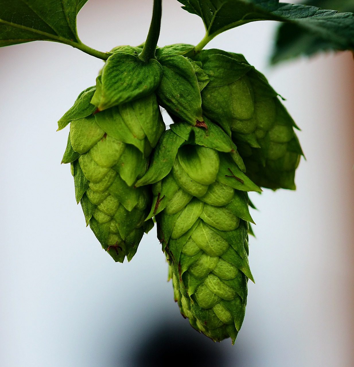 hops-776382_1280