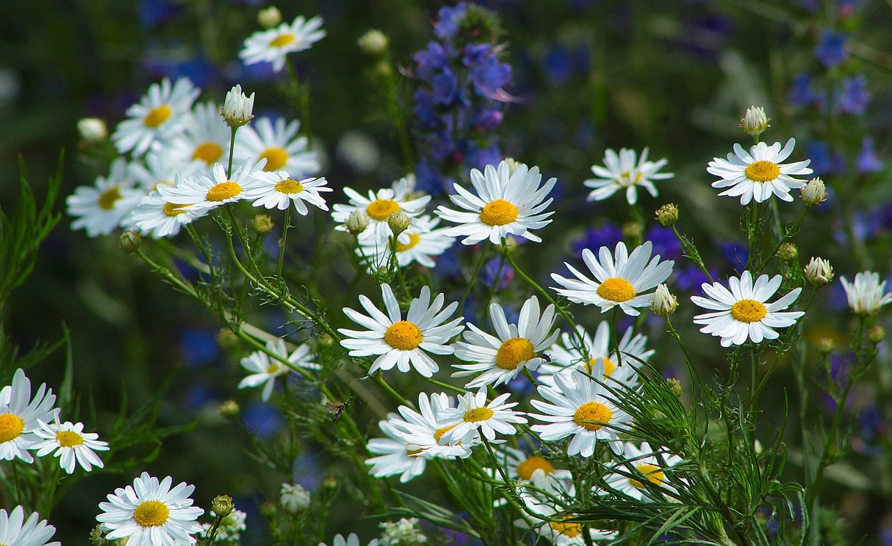 nature-5371693_1280